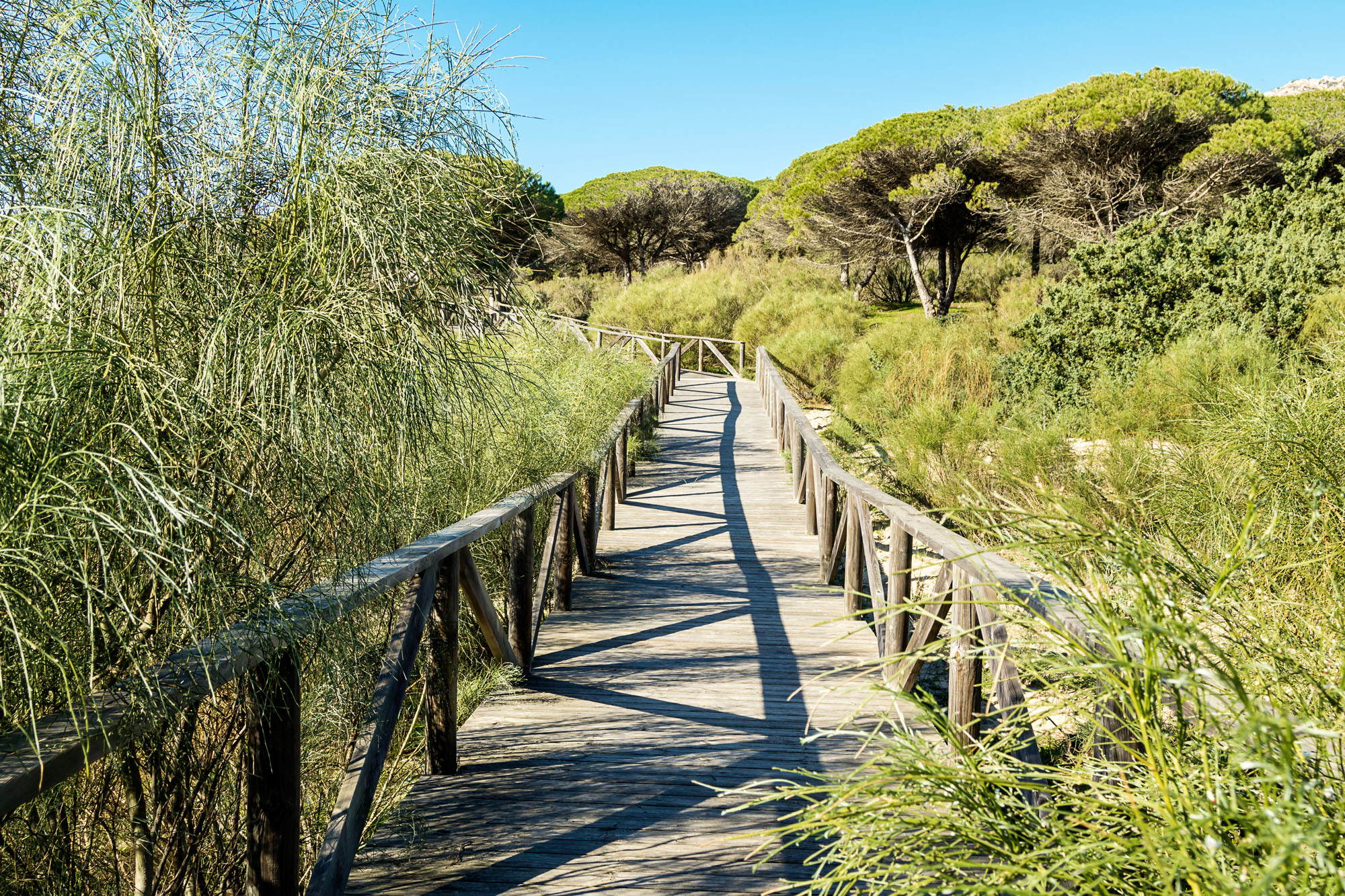 El Proyecto - Pura Naturaleza