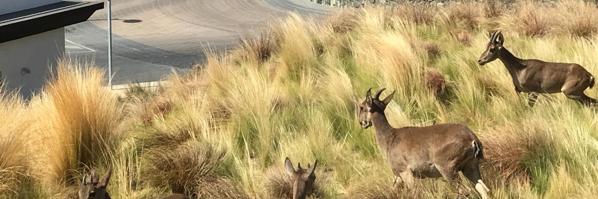 ibex at real de la quinta