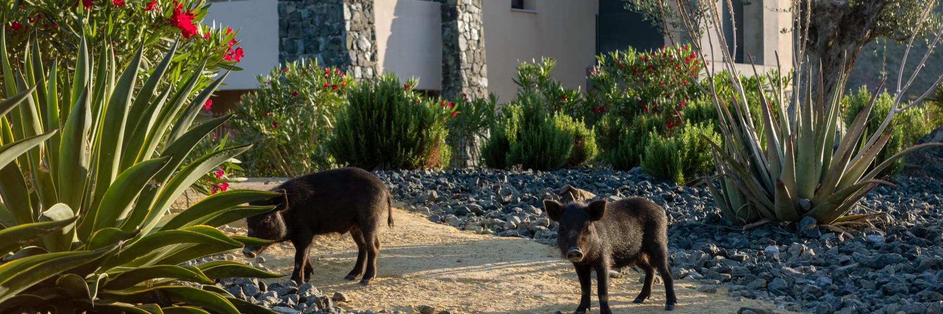 animals in front of real de la quinta buildings