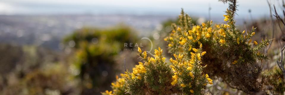 Plots at Real de La Quinta