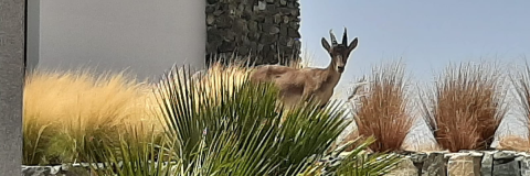 ibex at olivos, real de la quinta