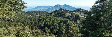 pinsapos in the sierra del as nieves