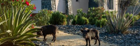 animals in front of real de la quinta buildings